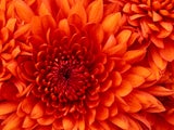 Dawn118