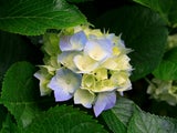 MalenaScordia