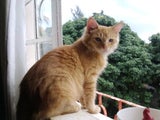 flicka2303