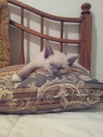 MomInCA