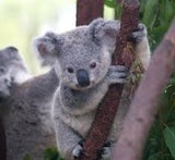 Cutekoala in Londooonn