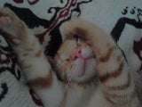 tshirttugger