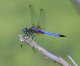 Bluedragonfly