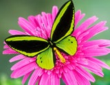 Butterfly73