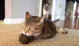 kittyisblue